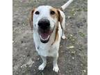 Adopt Merry a Mixed Breed
