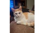 Adopt Mimi a Domestic Short Hair
