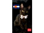 Adopt Ruby a Domestic Short Hair