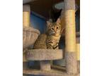 Adopt Vulpix a Domestic Short Hair