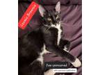 Adopt Cosmic Brownie a Domestic Short Hair