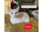 Adopt Pearl a Domestic Short Hair