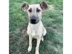 Adopt Mona a Shepherd, Australian Shepherd