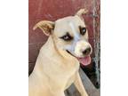 Adopt Blondie a Black Mouth Cur, Carolina Dog