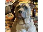 Adopt Sadie a Pit Bull Terrier