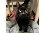 Adopt Opera a Domestic Short Hair