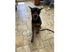 Adopt Luka a Doberman Pinscher