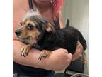 Adopt Molly a Shih Tzu