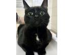 Adopt Chantae a Domestic Short Hair