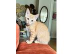 Adopt Birdie a Tabby, Domestic Short Hair