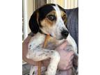 Adopt Lola a Beagle, Hound