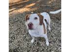 Adopt Emma a Beagle, Mixed Breed