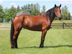 Adopt Beep Beep a Mustang