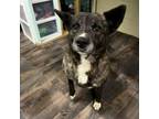 Adopt Momma a Shepherd, Mountain Cur