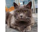 Adopt Mattie a Domestic Short Hair