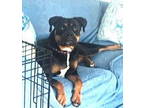 Adopt MIA a Boxer