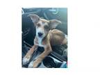 Adopt Grem a German Shepherd Dog