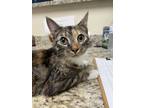 Adopt Socks a American Shorthair