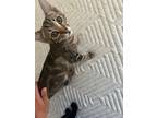 Adopt Stella a Domestic Short Hair, Tabby