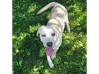 Adopt Piggy a Yellow Labrador Retriever