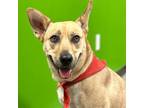 Adopt Nala a Carolina Dog