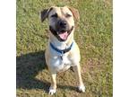 Adopt Azura a Black Mouth Cur