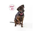 Adopt Brie a Plott Hound