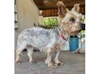 Adopt Beema a Yorkshire Terrier