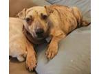Adopt Viridian a Black Mouth Cur, Terrier