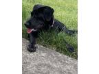 Adopt Jellybean a Labrador Retriever