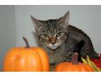 Adopt Rosaline a Domestic Short Hair
