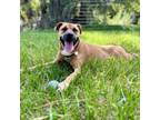 Adopt Honey a Rhodesian Ridgeback