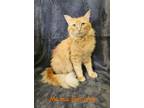 Adopt Mama Peachy a Maine Coon
