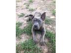 Adopt Louann a Pit Bull Terrier