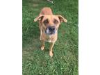 Adopt Electra a Mixed Breed