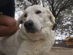 Adopt Alayna TX a Great Pyrenees