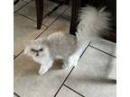 Adopt Chloe a Persian, Domestic Short Hair