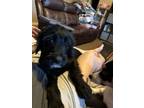 Adopt Emma a Standard Poodle, Golden Retriever