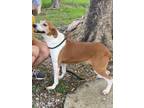 Adopt Alice a Mixed Breed