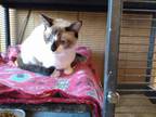 Adopt Bella a Domestic Short Hair, Siamese
