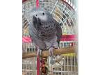 Adopt Baby G a African Grey