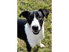 Adopt Doll a Border Collie, Mixed Breed