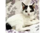 Adopt Vespucci a Domestic Short Hair, Manx