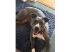 Adopt Peppercorn a Pit Bull Terrier
