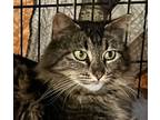 Adopt Maine Mom a Domestic Long Hair, Maine Coon