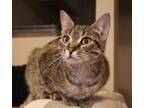 Adopt Makeda a Domestic Short Hair