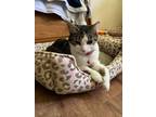 Adopt Bambi a Domestic Short Hair