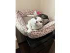 Adopt Butterfly a Domestic Short Hair