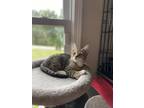 Adopt Everly a Domestic Short Hair