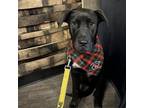 Adopt Marie a Mixed Breed